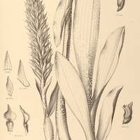 110. STENORRHYNCHUS giganteus.