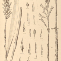 111. STENORRHYNCHUS I. longifolius, II. pedicellatus var. major.