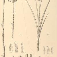112. I. STENORRHYNCHUS ventricosus. II. GALEANDRA Paraguayensis.