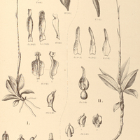 113. I. SPIRANTHES diversifolia. II. PHYSURUS Ulaei.