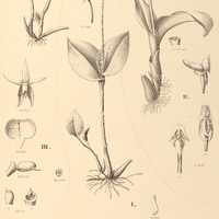 114. MICROSTYLIS I. gracilis, II. quadrangularis, III. humilis.