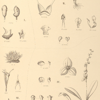 115. I. CRYPTOPHORANTHUS minimus. MASDEVALLIA II. Edwallii. III. lilliputiana. IV. STELIS Löfgrenii.