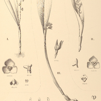 116. STELIS I. synsepala, II. carnosula. III. PLEUROTHALLIS Löfgrenii.