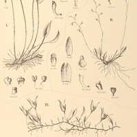 117. I. PLEUROTHALLIS subcordifolia. RESTREPIA II. pleurothalloides, III. australis.