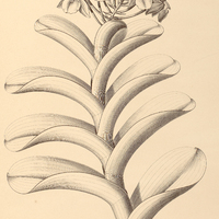 118. EPIDENDRUM robustum.