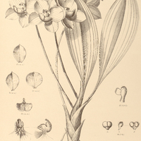 119. KOCHIOPHYTON negrense.