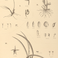 120. I. COMPARETTIA Paulensis. II. PLECTROPHORA Edwallii. III. TRICHOPILIA Brasiliensis.