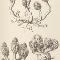 1. LANGSDORFFIA hypogaea.