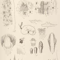 2. LANGSDORFFIA hypogaea.