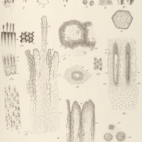 3. LANGSDORFFIA hypogaea.