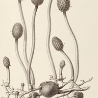 4. HELOSIS guyanensis.