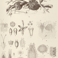 5. HELOSIS guyanensis.