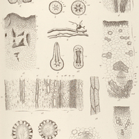 6. HELOSIS guyanensis.