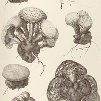 7. SCYBALIUM fungiforme.