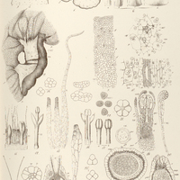 8. SCYBALIUM fungiforme.
