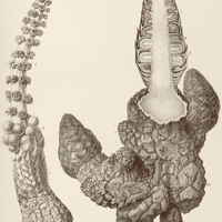 9. LOPHOPHYTUM mirabile.