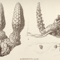 10. LOPHOPHYTUM mirabile.