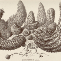11. LOPHOPHYTUM mirabile.