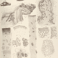 12. LOPHOPHYTUM mirabile. – Anatomia.