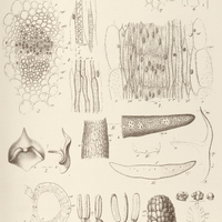 13. LOPHOPHYTUM mirabile.