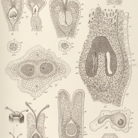 14. LOPHOPHYTUM mirabile.