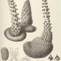 15. LOPHOPHYTUM Leandri.