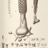 16. I. OMBROPHYTUM peruvianum. II. O. zamioides. III. LATHROPHYTUM Peckolti.