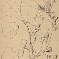 17. HOLOSTYLIS reniformis.