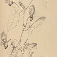 18. ARISTOLOCHIA Glaziovii.
