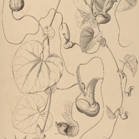 19. ARISTOLOCHIA Pohliana.