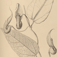 20. ARISTOLOCHIA Chamissonis.