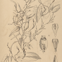 21. ARISTOLOCHIA I. angustifolia var. ?. brevifolia, II. acutifolia.