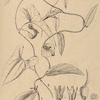 22. ARISTOLOCHIA I. melastoma, II. arcuata.