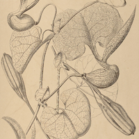 23. ARISTOLOCHIA Brasiliensis.