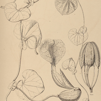 24. ARISTOLOCHIA cymbifera.