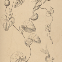25. ARISTOLOCHIA Warmingii.