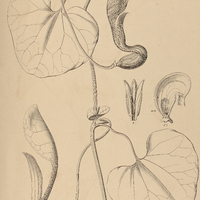 26. ARISTOLOCHIA galeata.