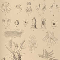 27. Fig. 1-10, 17. PILOSTYLES Blanchetii ; 11, 12, 31. P. Ingae ; 13-16. P. Caulotreti ; 18, 19. P…