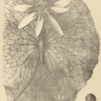 29. NYMPHAEA ampla var. speciosa ; Fig. 2. forma A. distans ; Fig. 4, 8, 9. forma B. superposita ;…