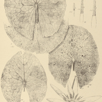 30. NYMPHAEA ampla. Fig. 1. var. speciosa forma. B. superposita ; Fig. 2-10. var. pulchella.