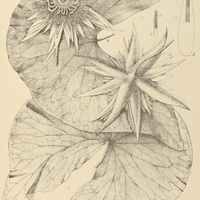 31. NYMPHAEA oxypetala.