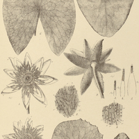 32. Fig. 1-9. NYMPHAEA Jamesoniana ; Fig. 10.12. N. Rudgeana.