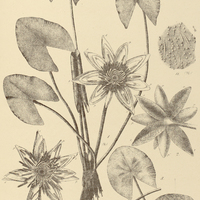 33. Fig. 1-3. NYMPHAEA stenaspidota ; Fig. 4-11. N. Gardneriana.
