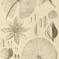 34. Fig. 1-7. NYMPHAEA lasiophylla ; Fig. 8-19. N. Rudgeana.