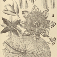 35. Fig. 1-2a. NYMPHAEA Rudgeana ; Fig. 3-15. N. Amazonum.