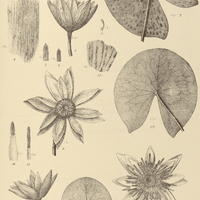 36. Fig. 1-7. NYMPHAEA tenerinervia ; Fig. 8. N. stenaspidota ; Fig. 9-12. N. blanda var. Fenzliana…