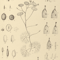 37. Fig. 1-24. CABOMBA aquatica ; Fig. 25-31. C. Piauhyensis.