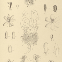 38. Fig. 1-10. CABOMBA Warmingii ; 11, 12. Caroliniana ; Fig. 13, 14. NYPHAEA Rudgeana ; Fig. 15…