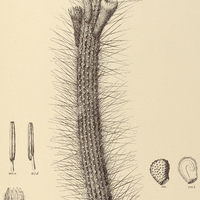 39. CEREUS melanurus.