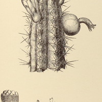 40. CEREUS macrogonus.
